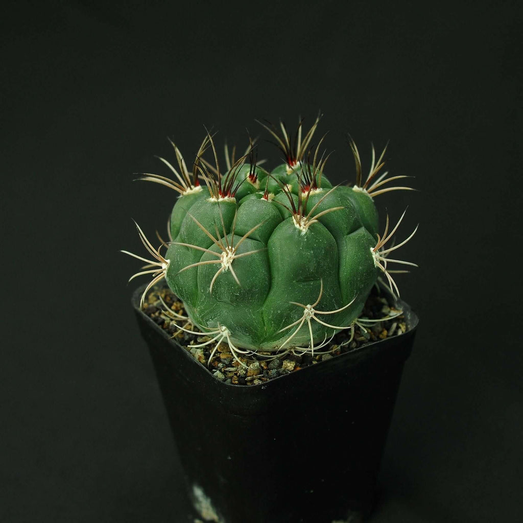 Gymnocalycium pflanzii