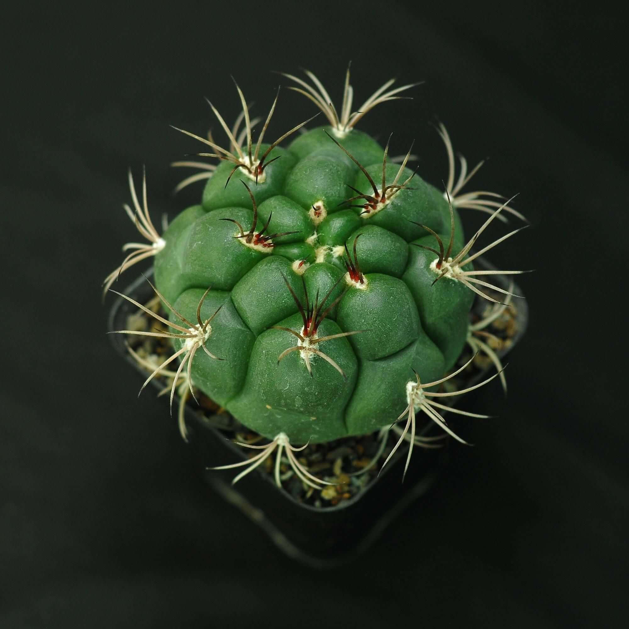 Gymnocalycium pflanzii