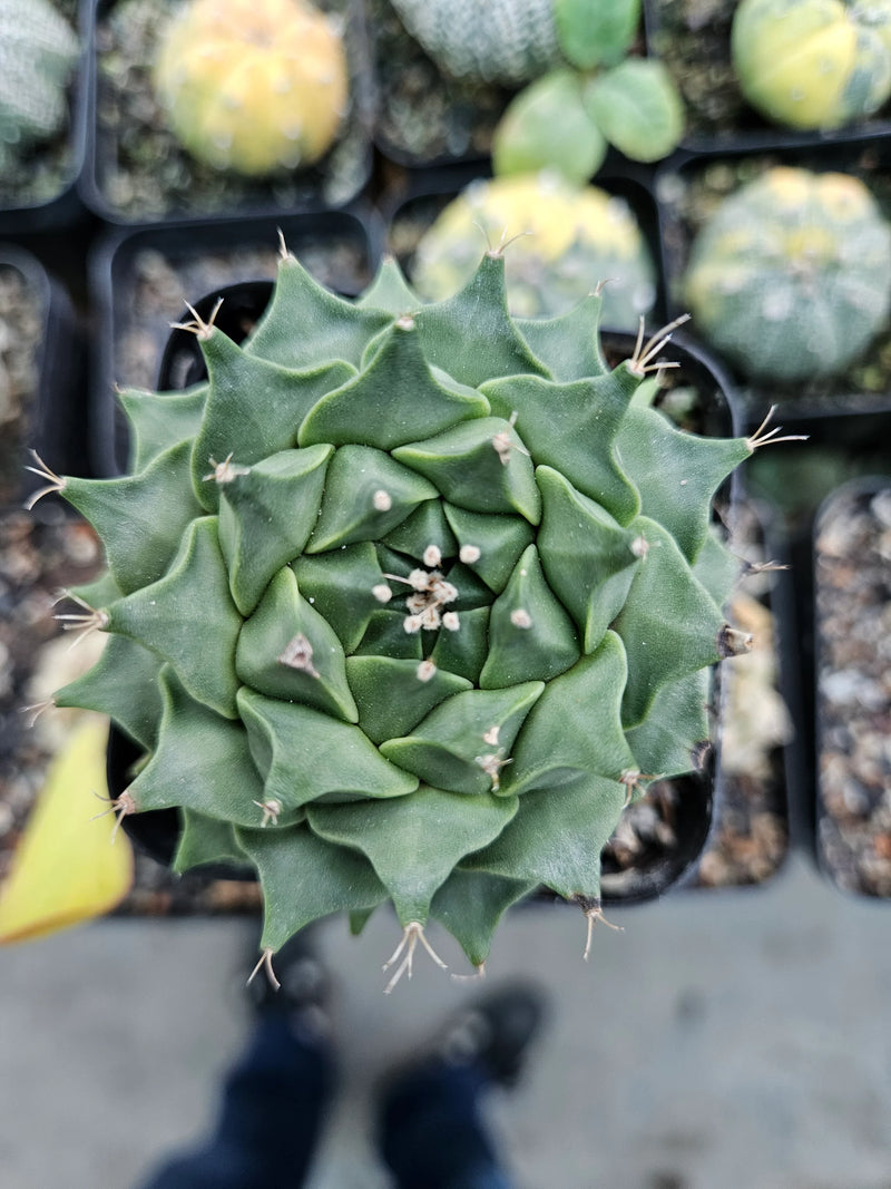Rare succulent with star-shaped green leaves and delicate spines, ideal for collectors