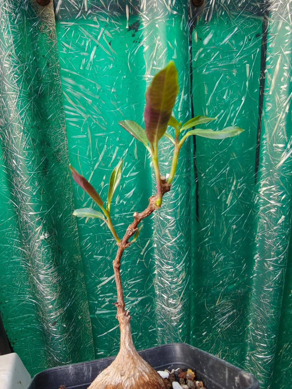 Petopentia Natalensis