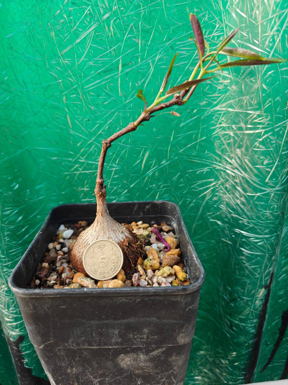 Petopentia Natalensis