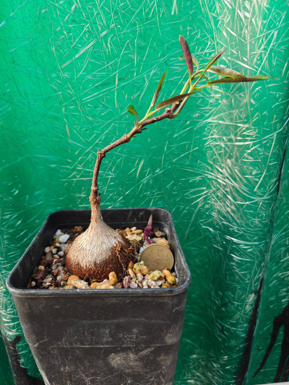 Petopentia Natalensis