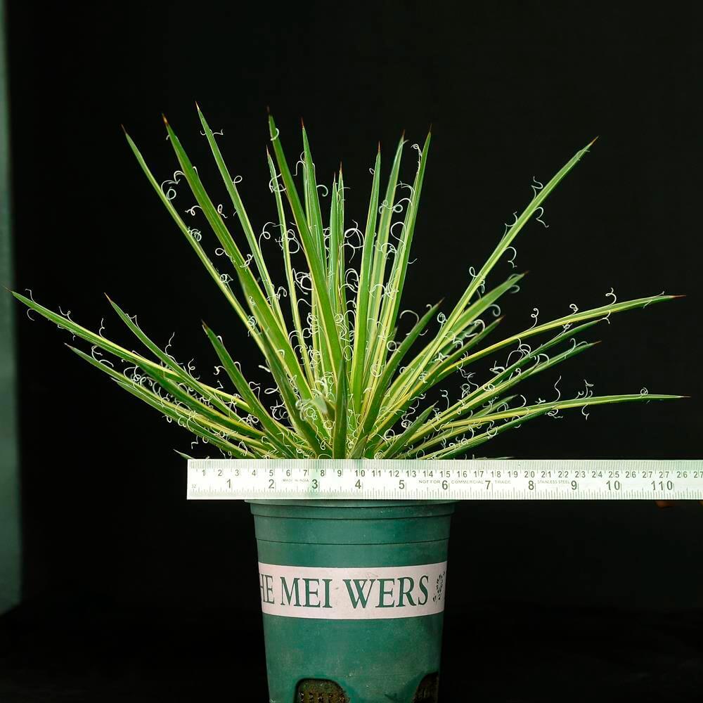 Agave Leopoldii Variegated cv Hammertime