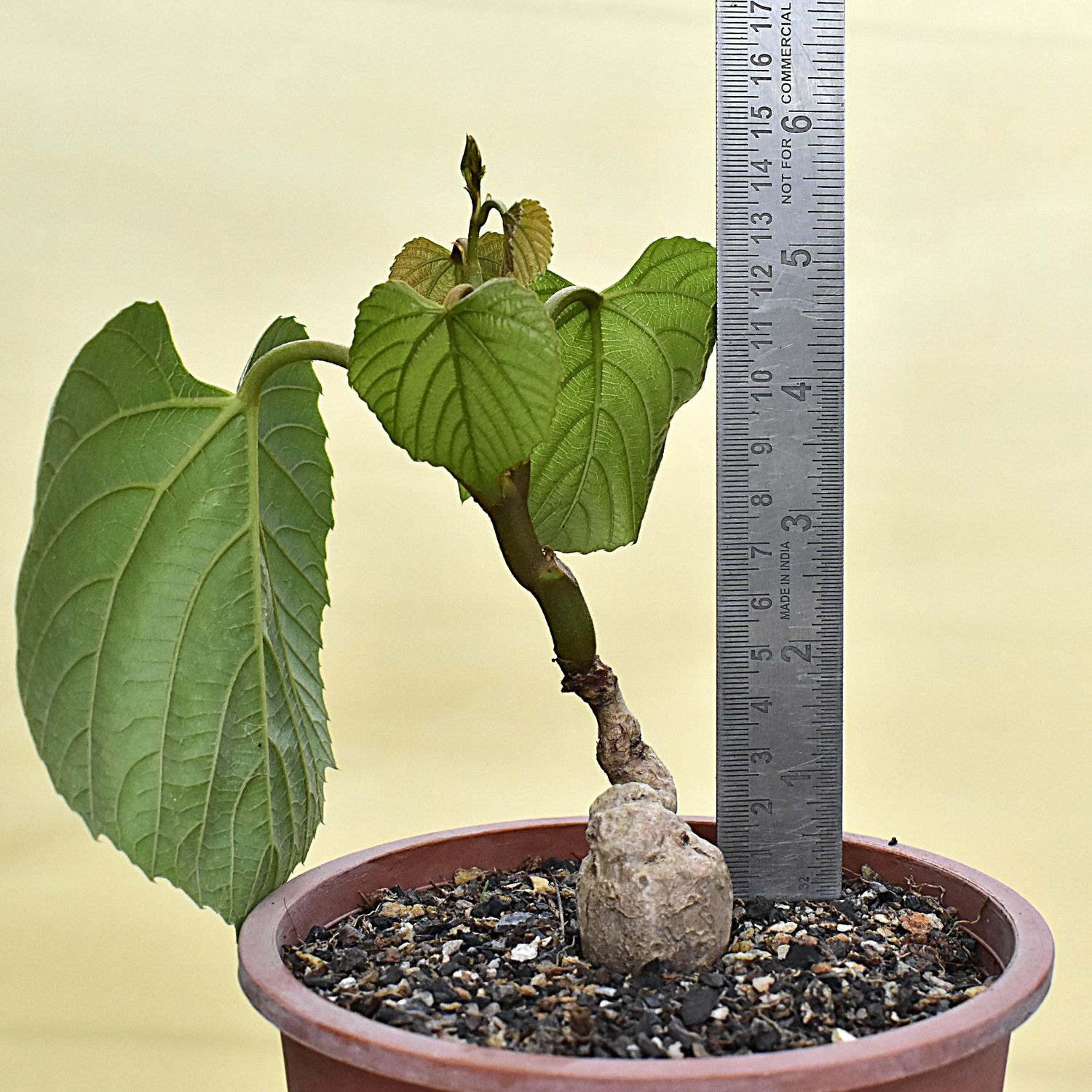 Cambodian Wild Grape Ampelocissus Martini