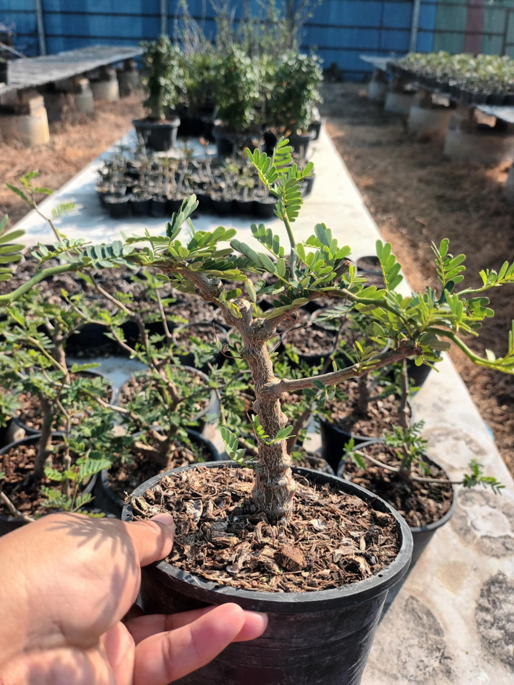 enna Meridionalis Dwarf
