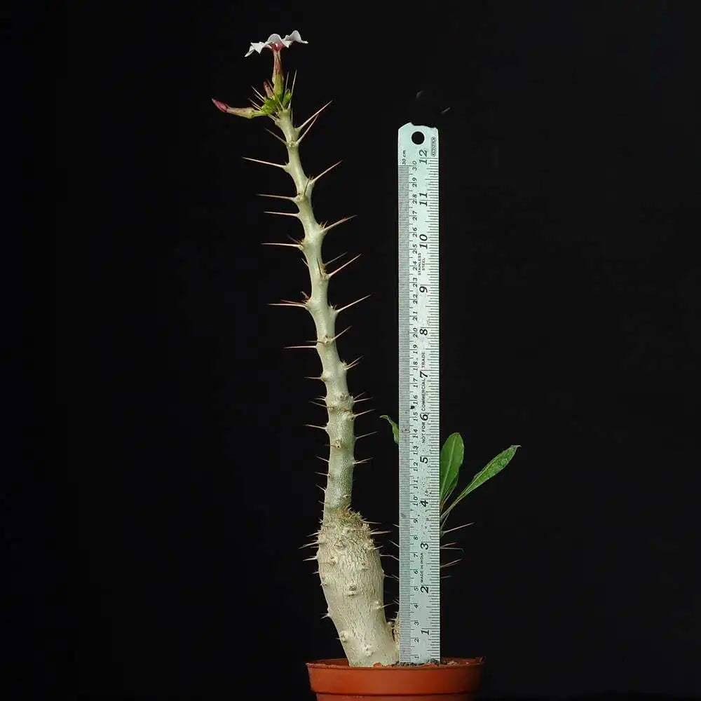 Pachypodium Saundersii