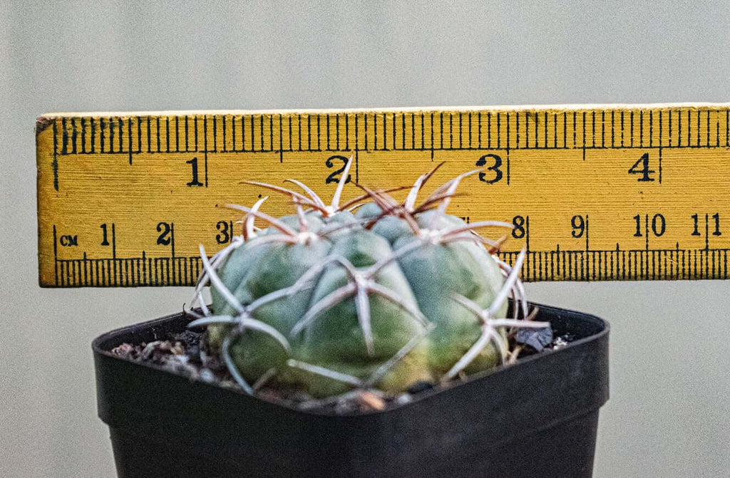 Gymnocalycium Bayrianum