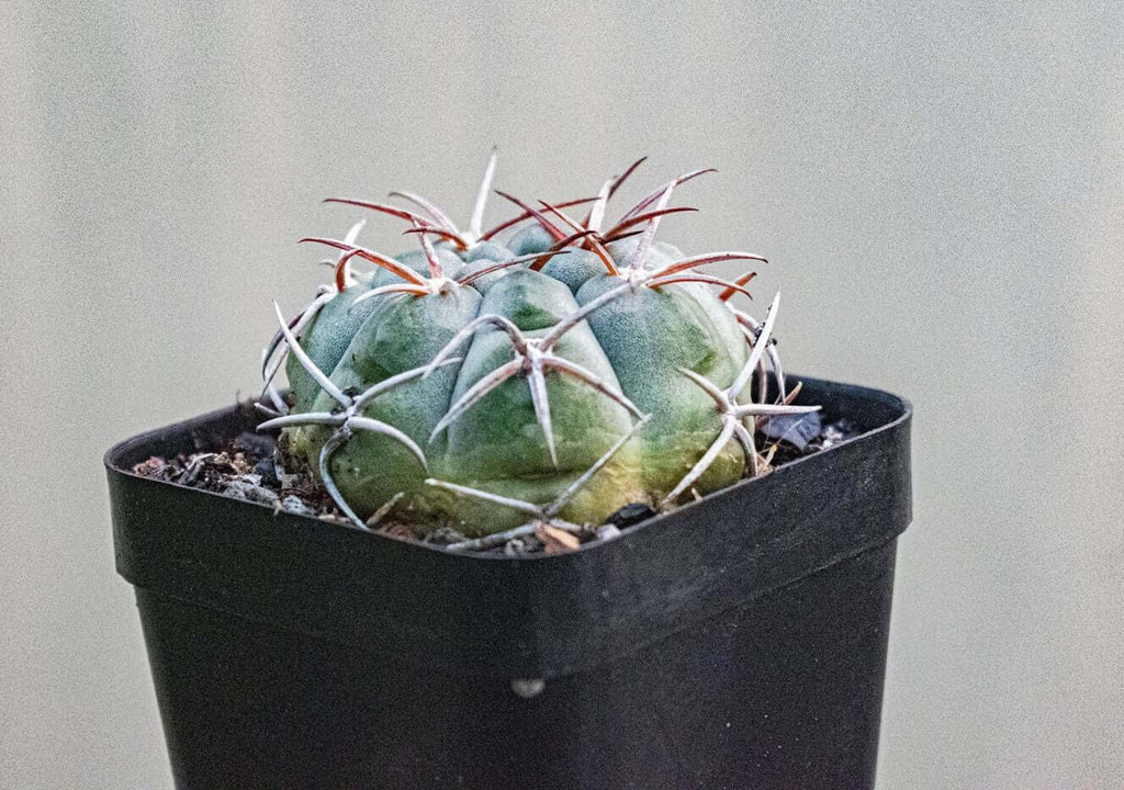 Gymnocalycium Bayrianum