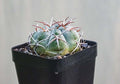 Gymnocalycium Bayrianum
