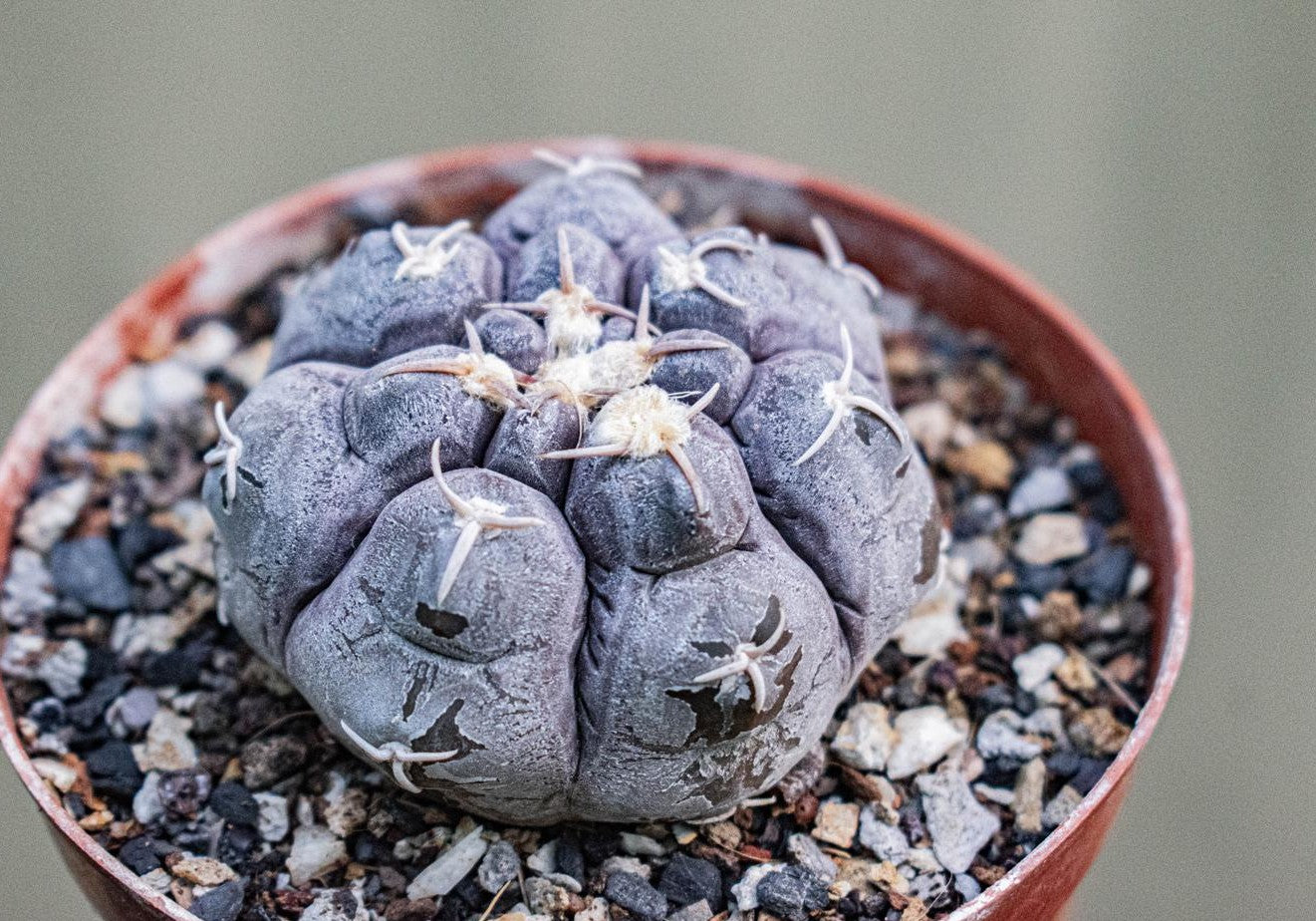 Gymnocalycium Prochazkianum