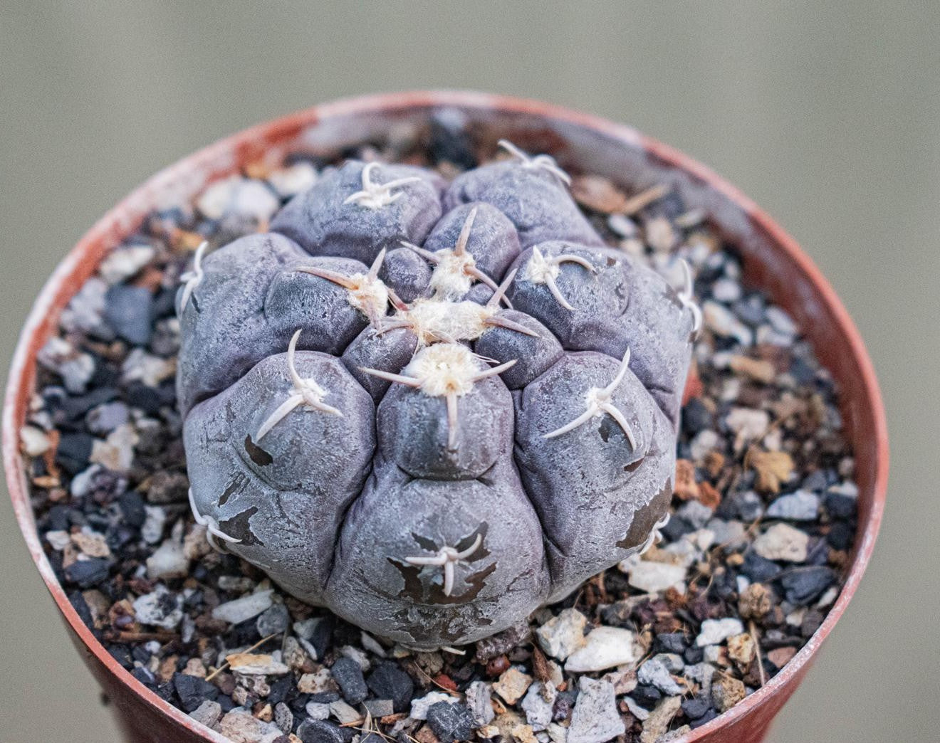Gymnocalycium Prochazkianum
