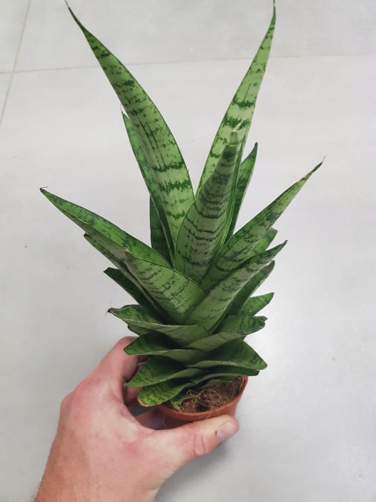 Sansevieria Gabriella