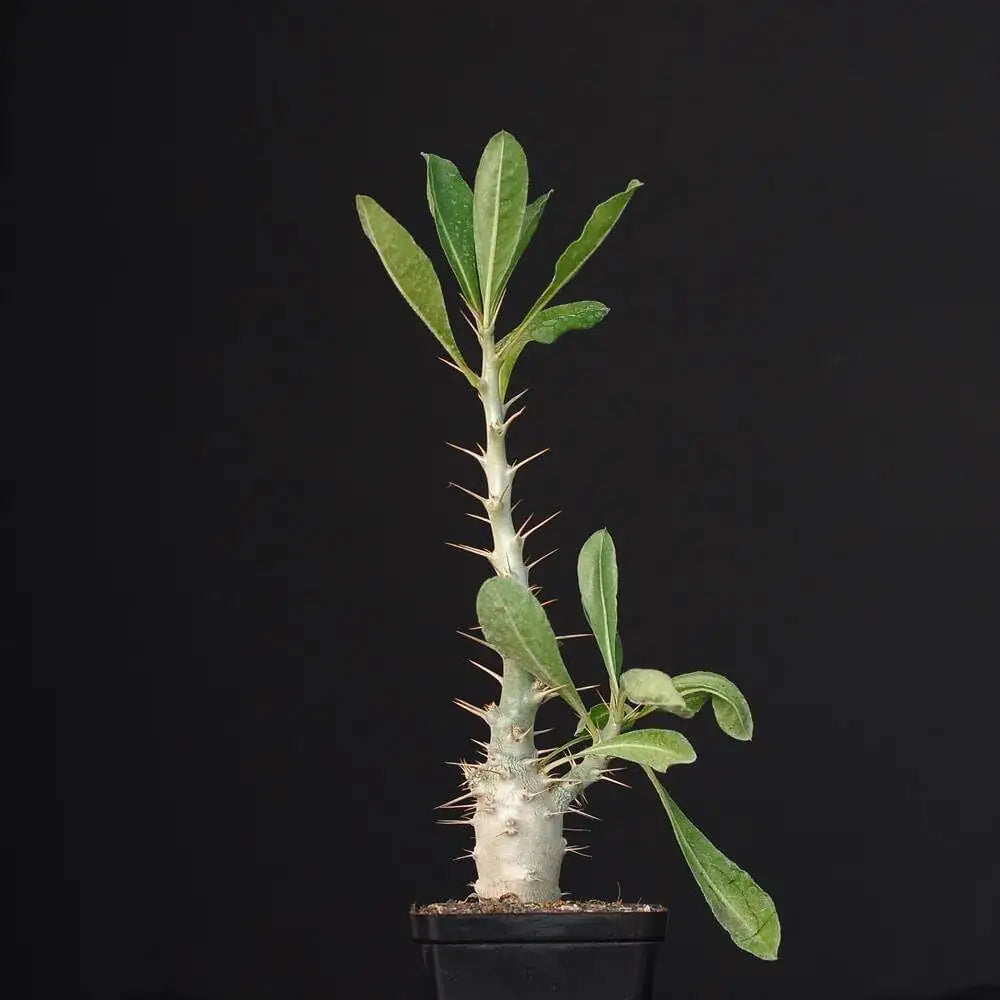 Pachypodium Saundersii