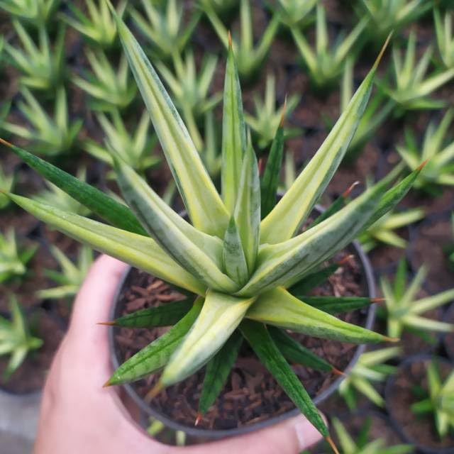 Sansevieria Francisii Yellow Variegation