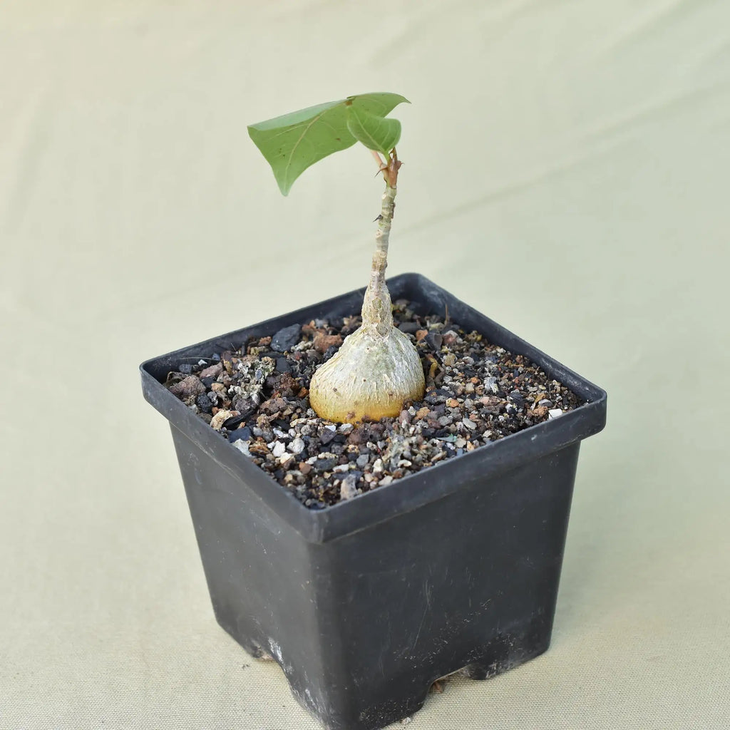 Ficus Petiolaris