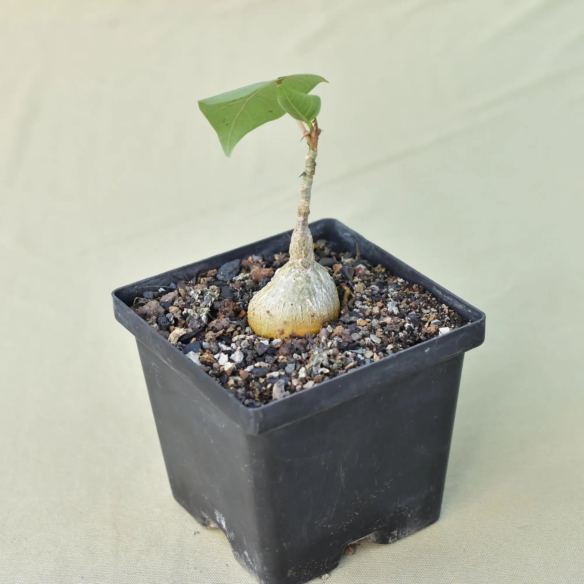 Ficus Petiolaris