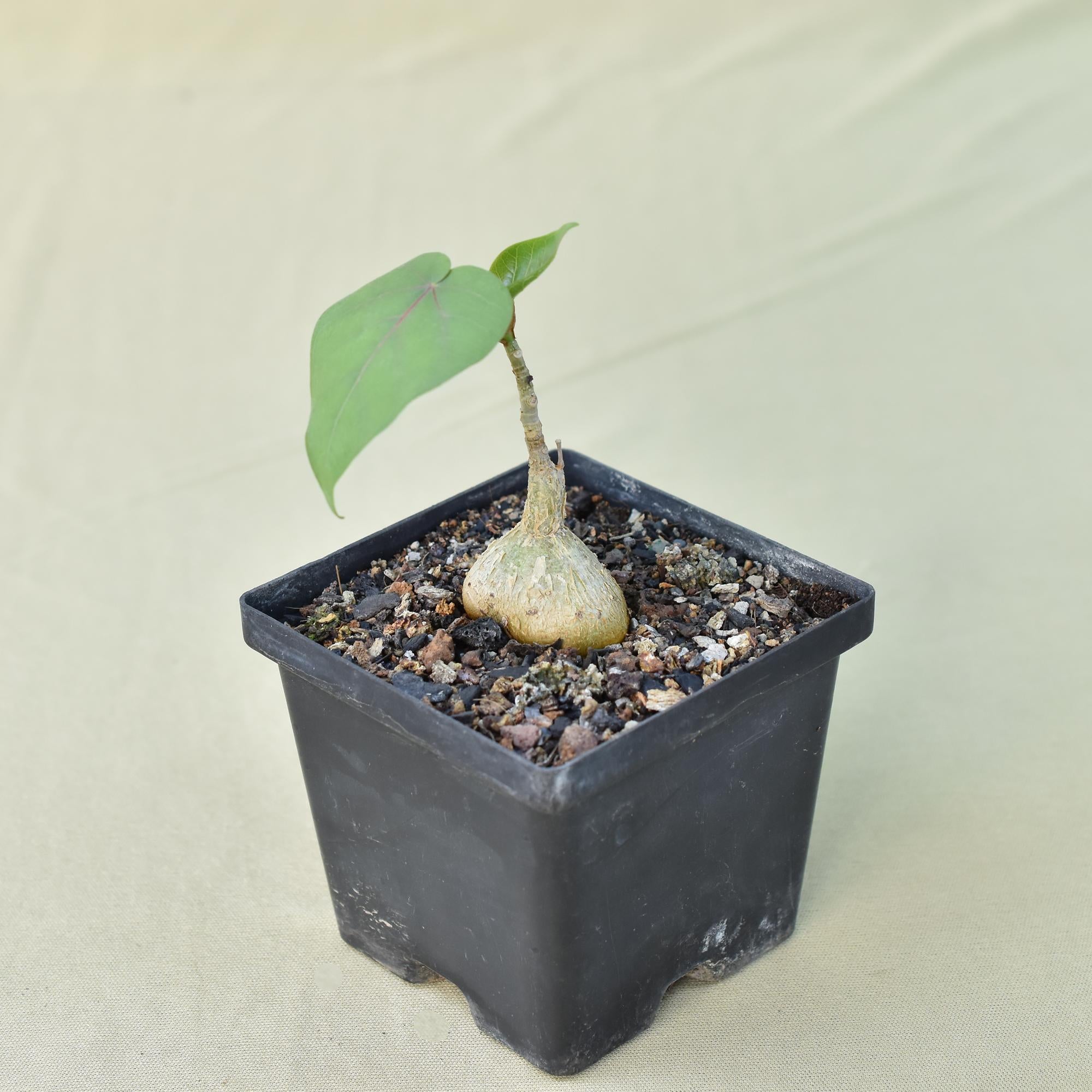 Ficus Petiolaris