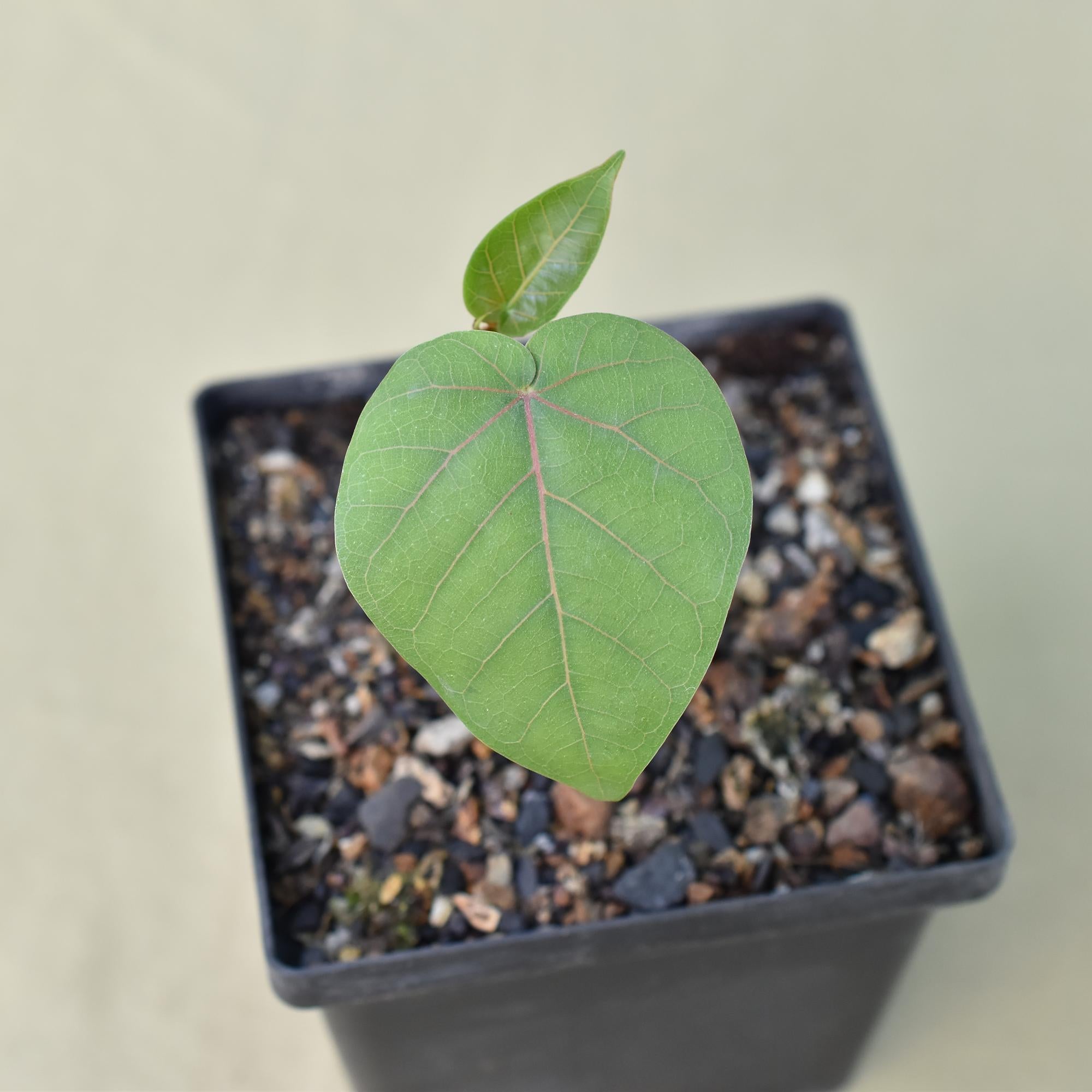 Ficus Petiolaris