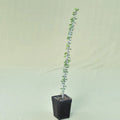 Alluaudia humbertii