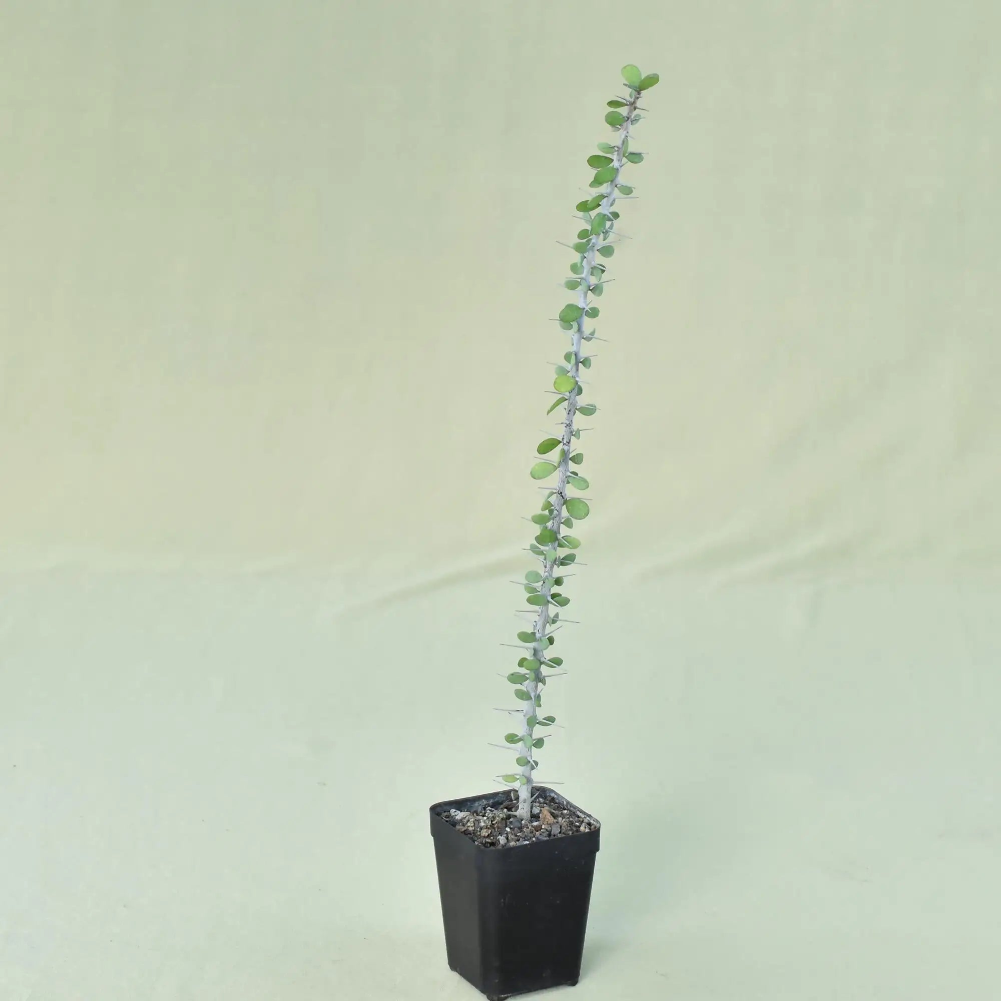 Alluaudia humbertii