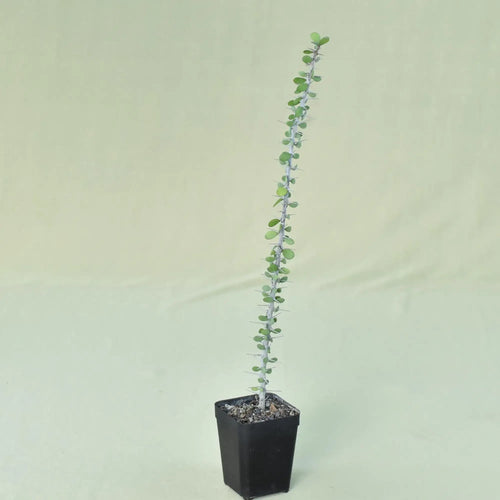 Alluaudia humbertii
