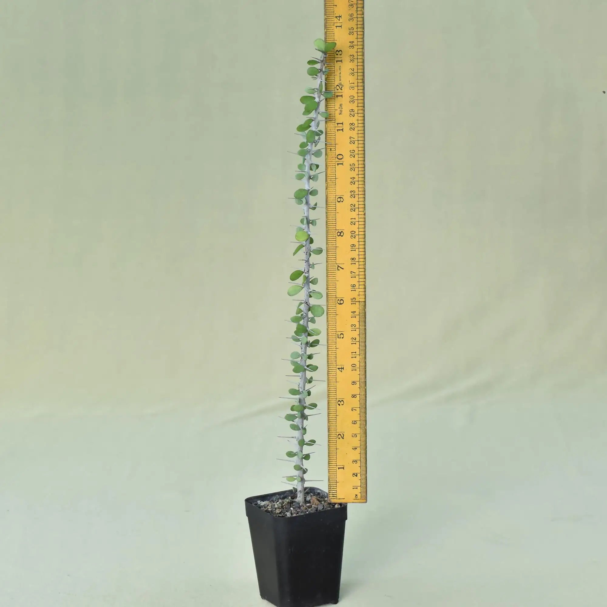 Alluaudia humbertii