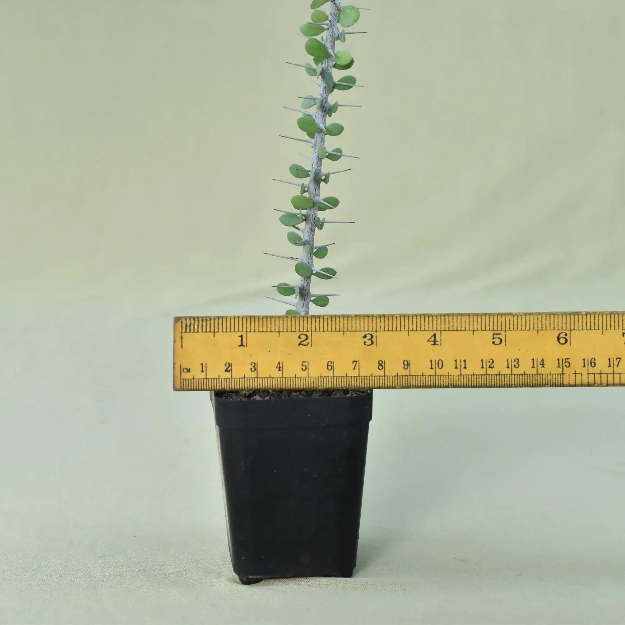 Alluaudia humbertii
