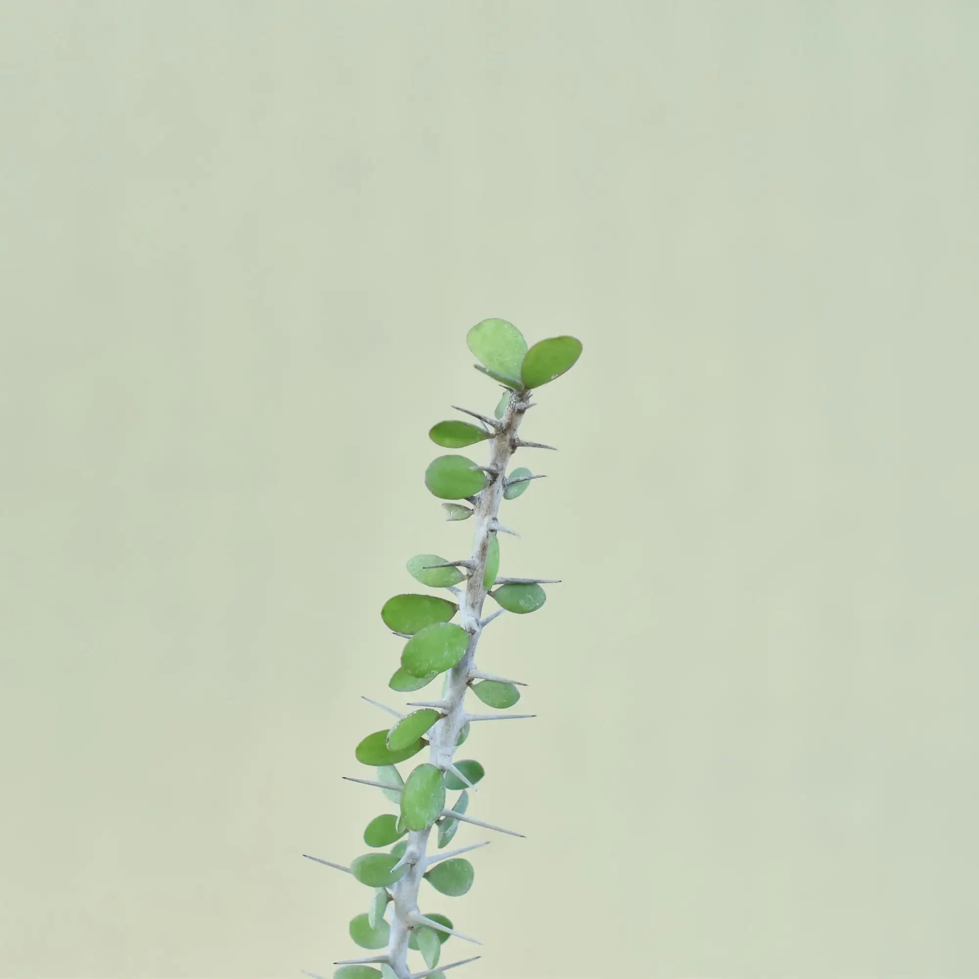 Alluaudia humbertii