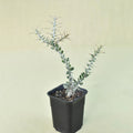 Alluaudia comosa