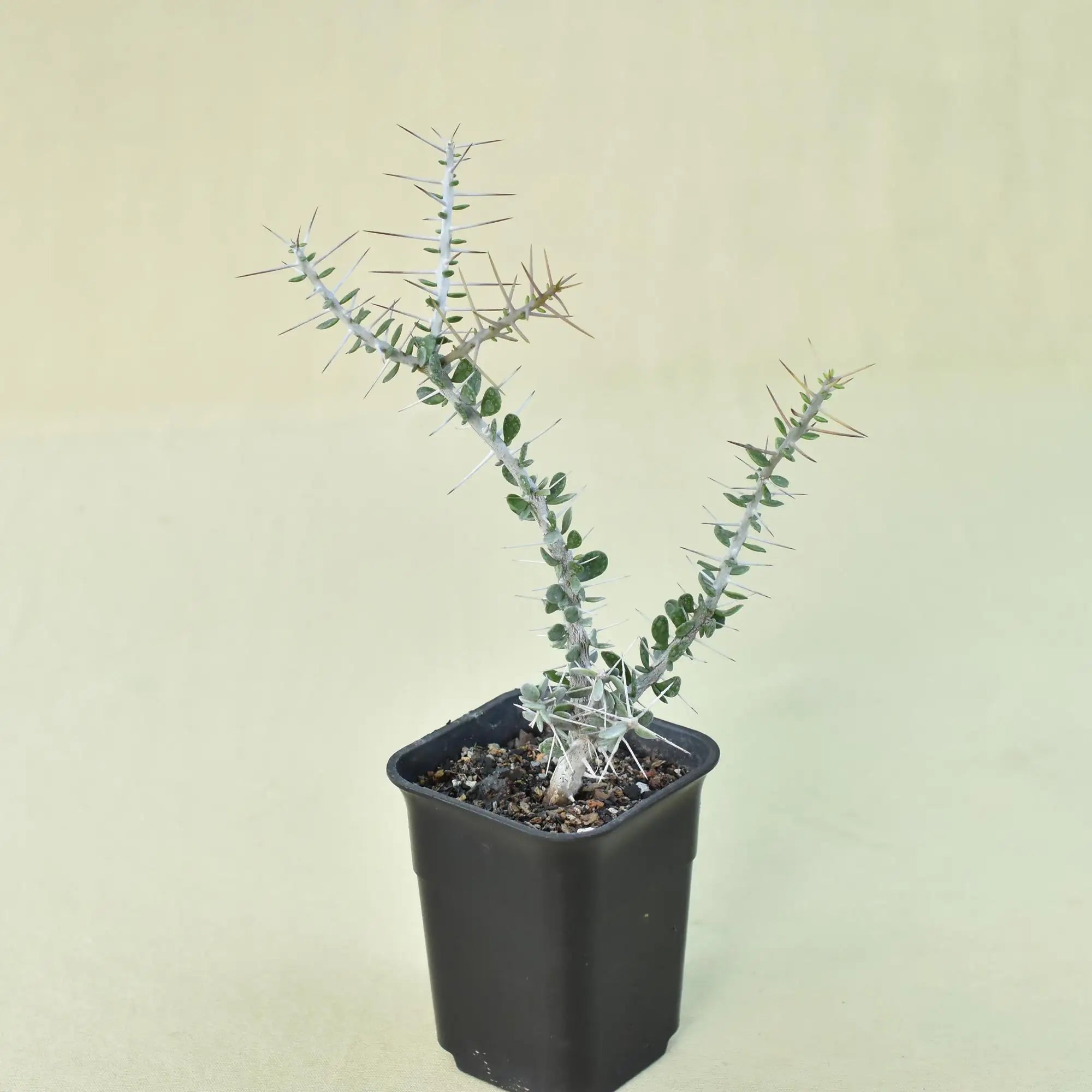 Alluaudia comosa