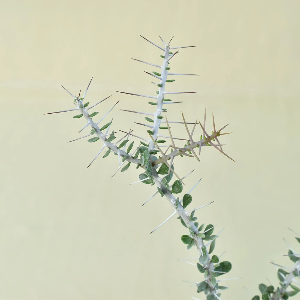Alluaudia comosa