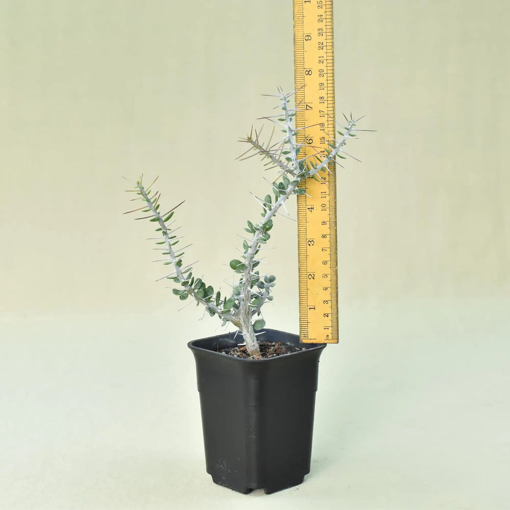 Alluaudia comosa