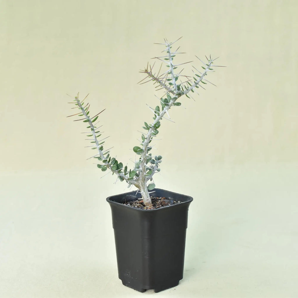 Alluaudia comosa