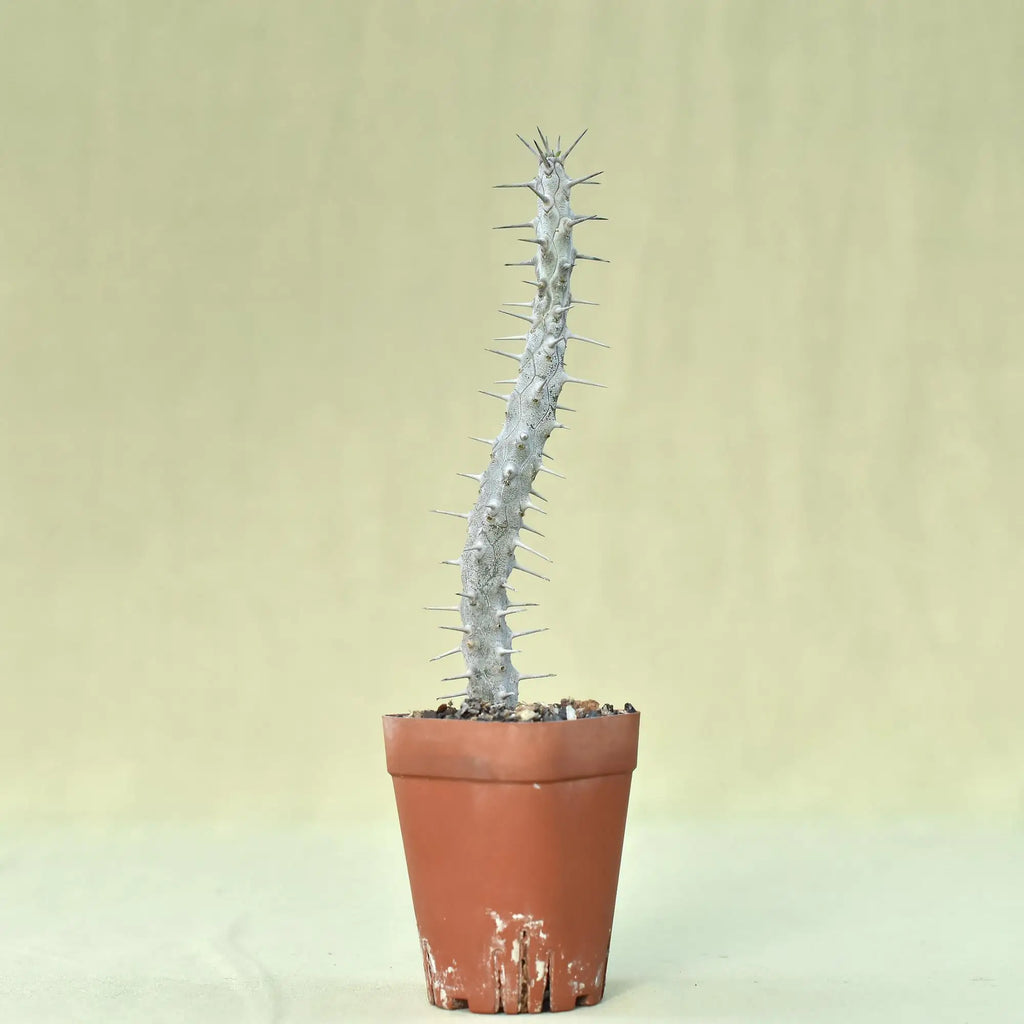 Alluaudia procera