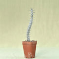 Alluaudia procera