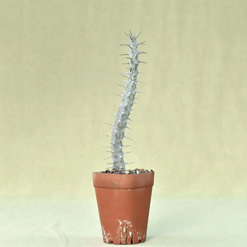Spiky succulent plant in terracotta pot, ideal for collectors and rare plant enthusiasts