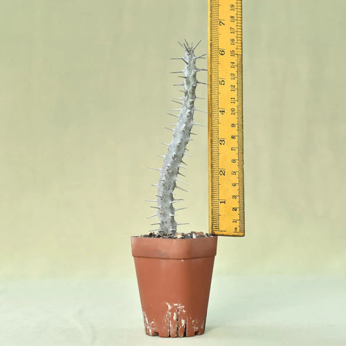 Spiky succulent plant in terracotta pot with ruler for scale, ideal for collectors