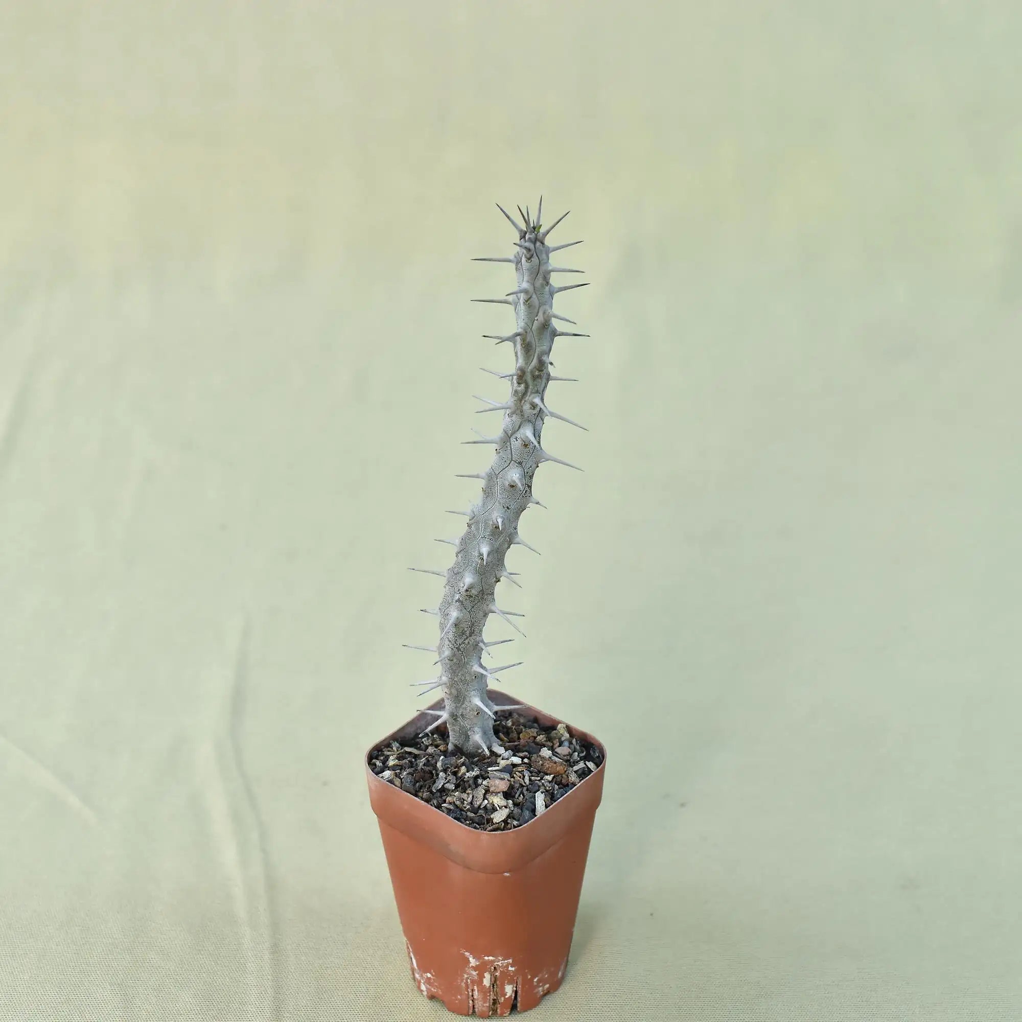 Alluaudia procera