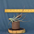 Tillandsia concolor x brachycaulos