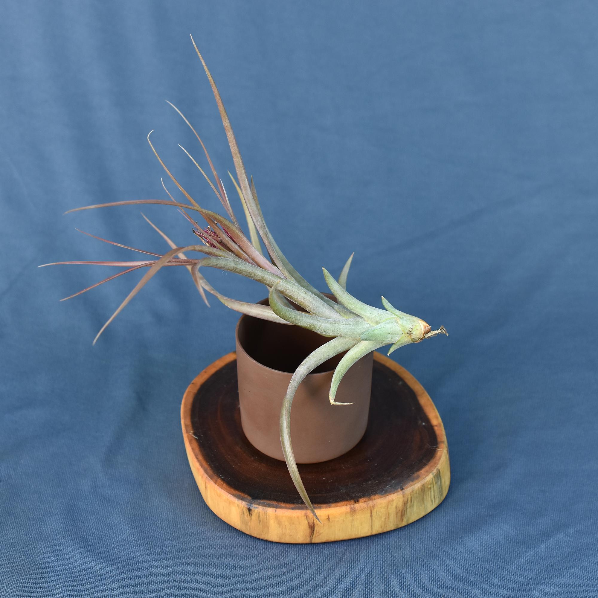 Tillandsia concolor x brachycaulos