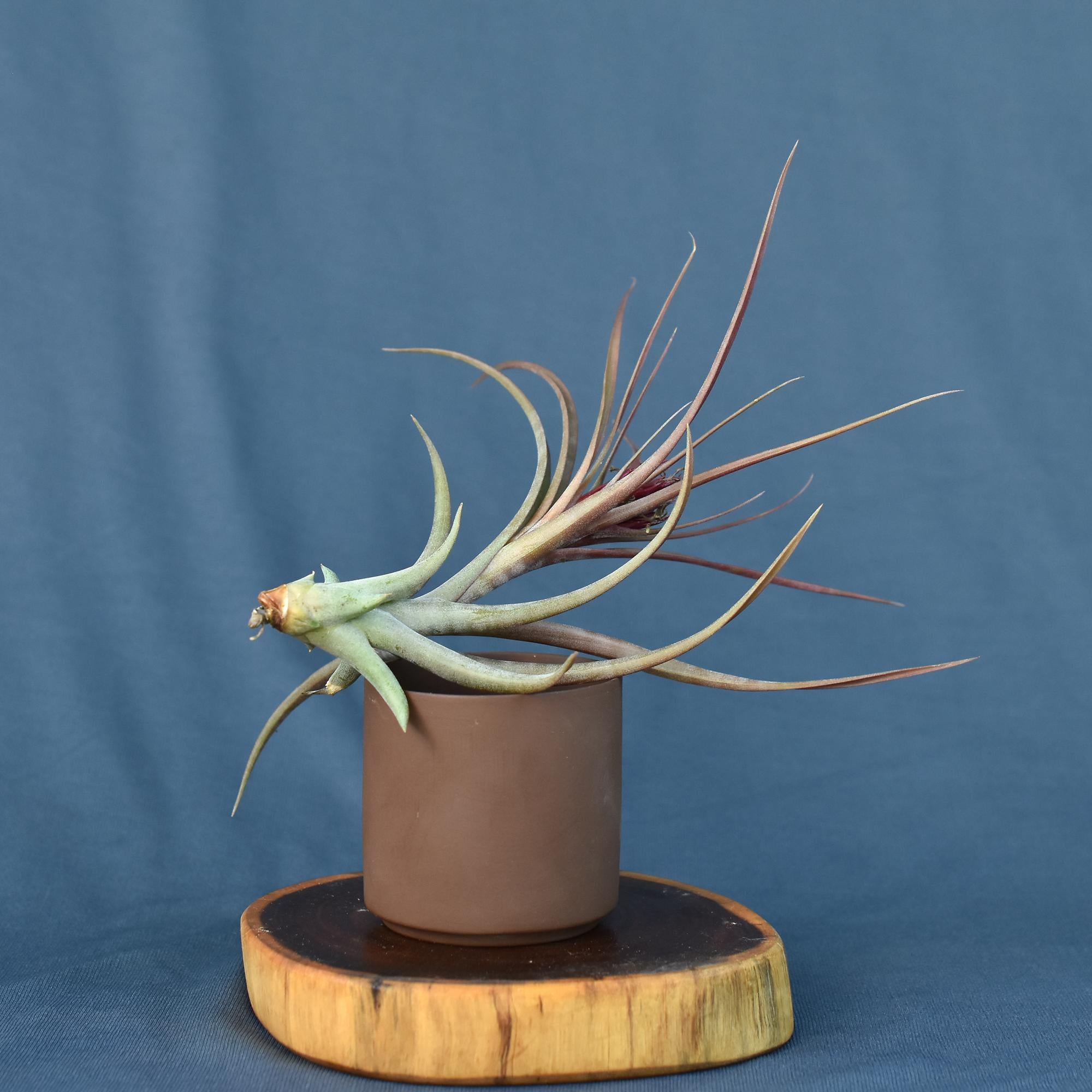 Tillandsia concolor x brachycaulos