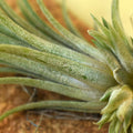 Air Plant Tillandsia Ionantha