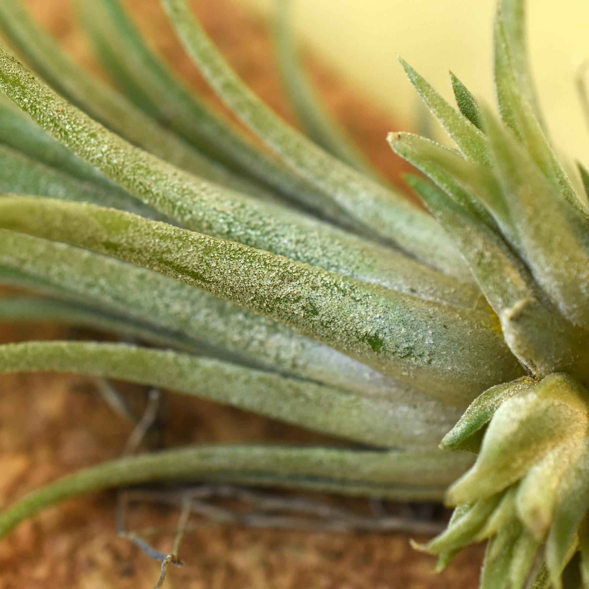 Air Plant Tillandsia Ionantha
