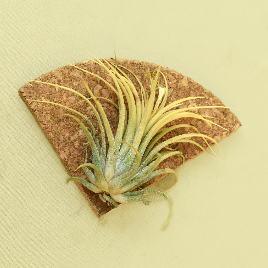 Tillandsia Ionantha DRUID Air Plant