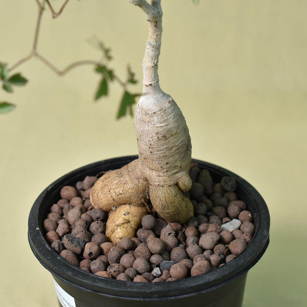 Cyphostemma Elephantopus