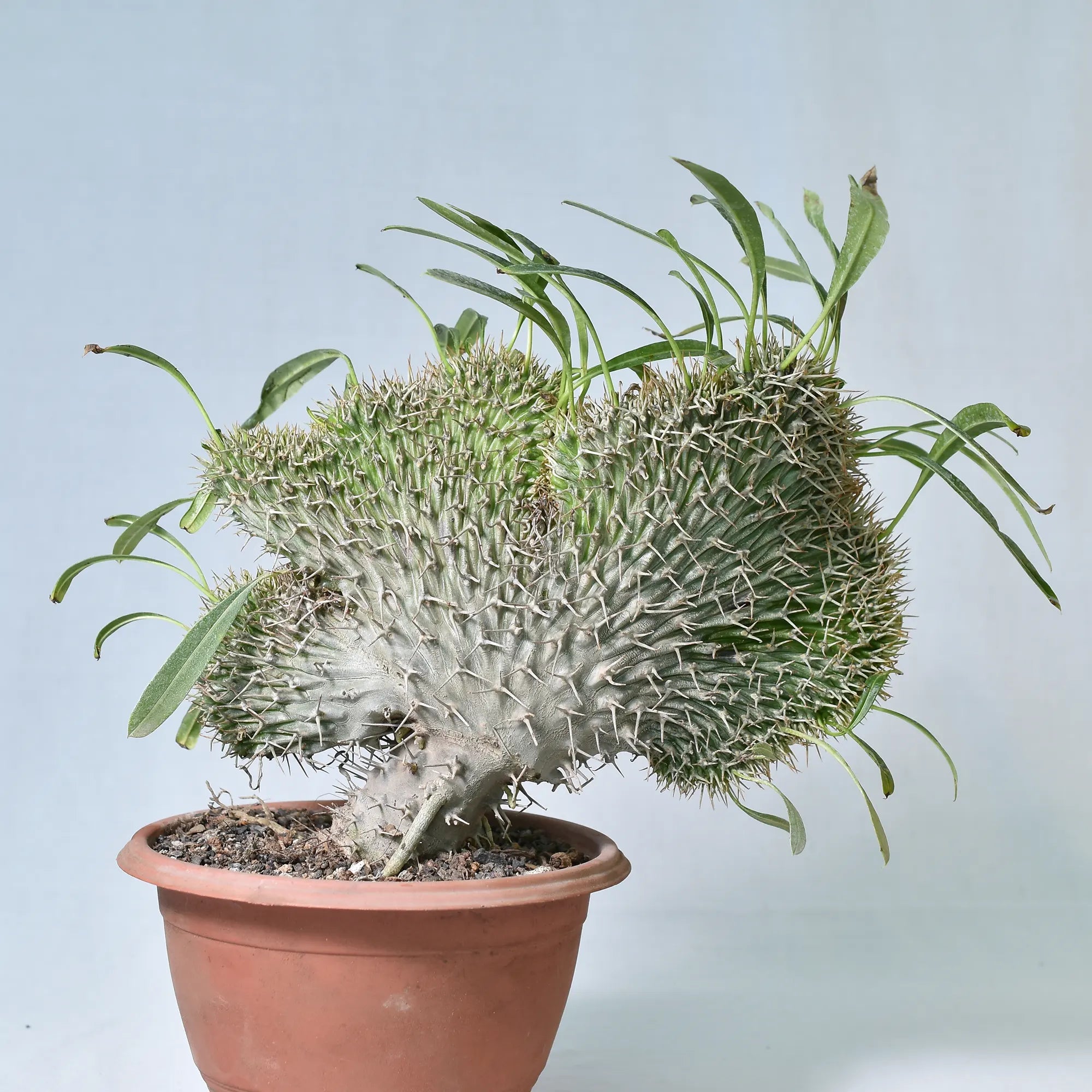 Pachypodium lamerei crest