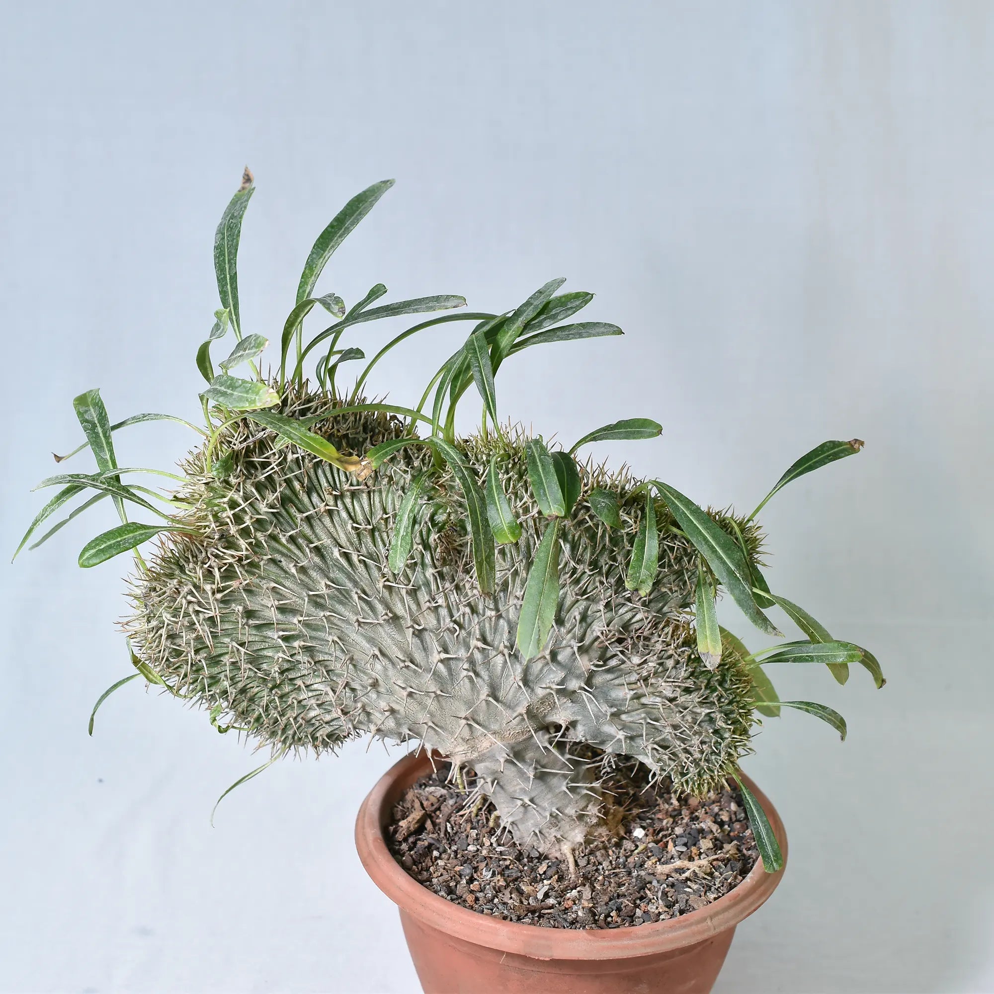 Pachypodium lamerei crest