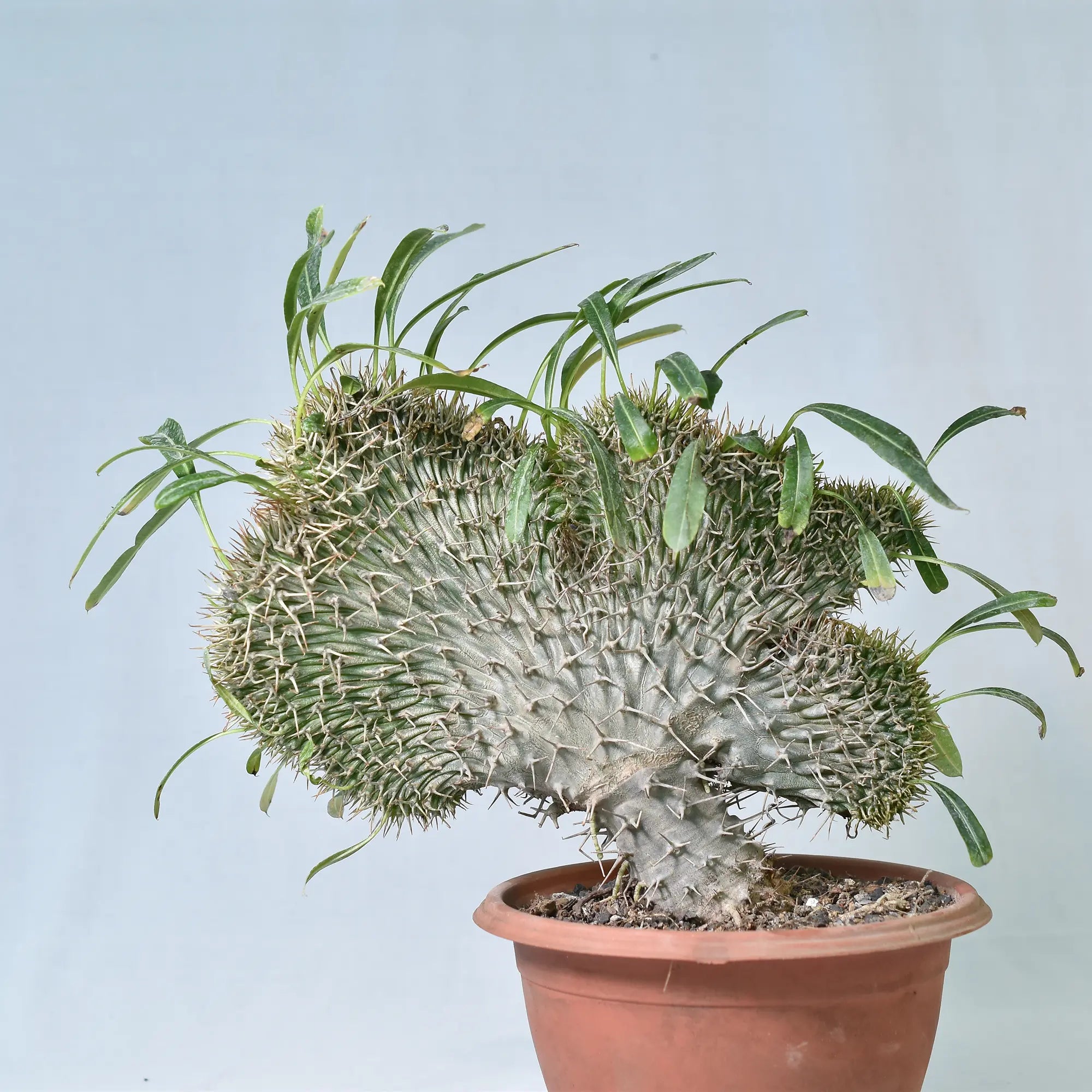 Pachypodium lamerei crest