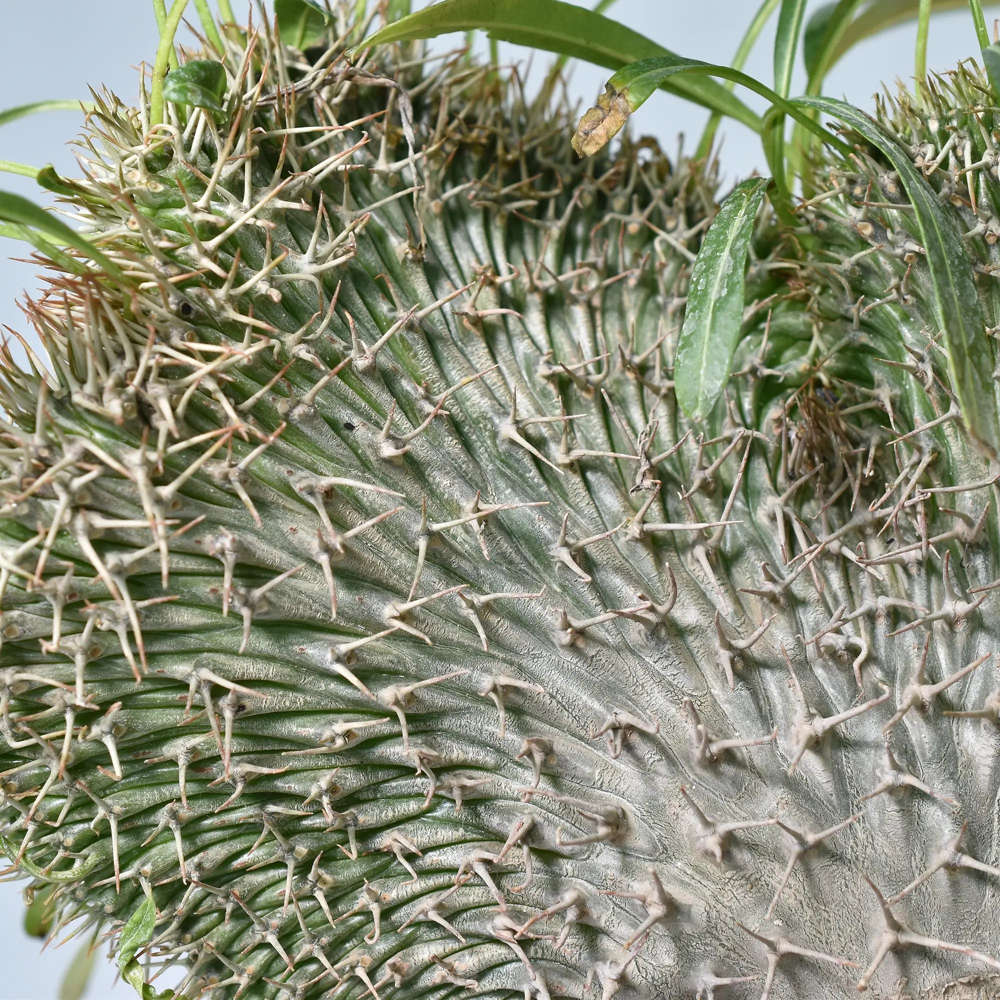 Pachypodium lamerei crest