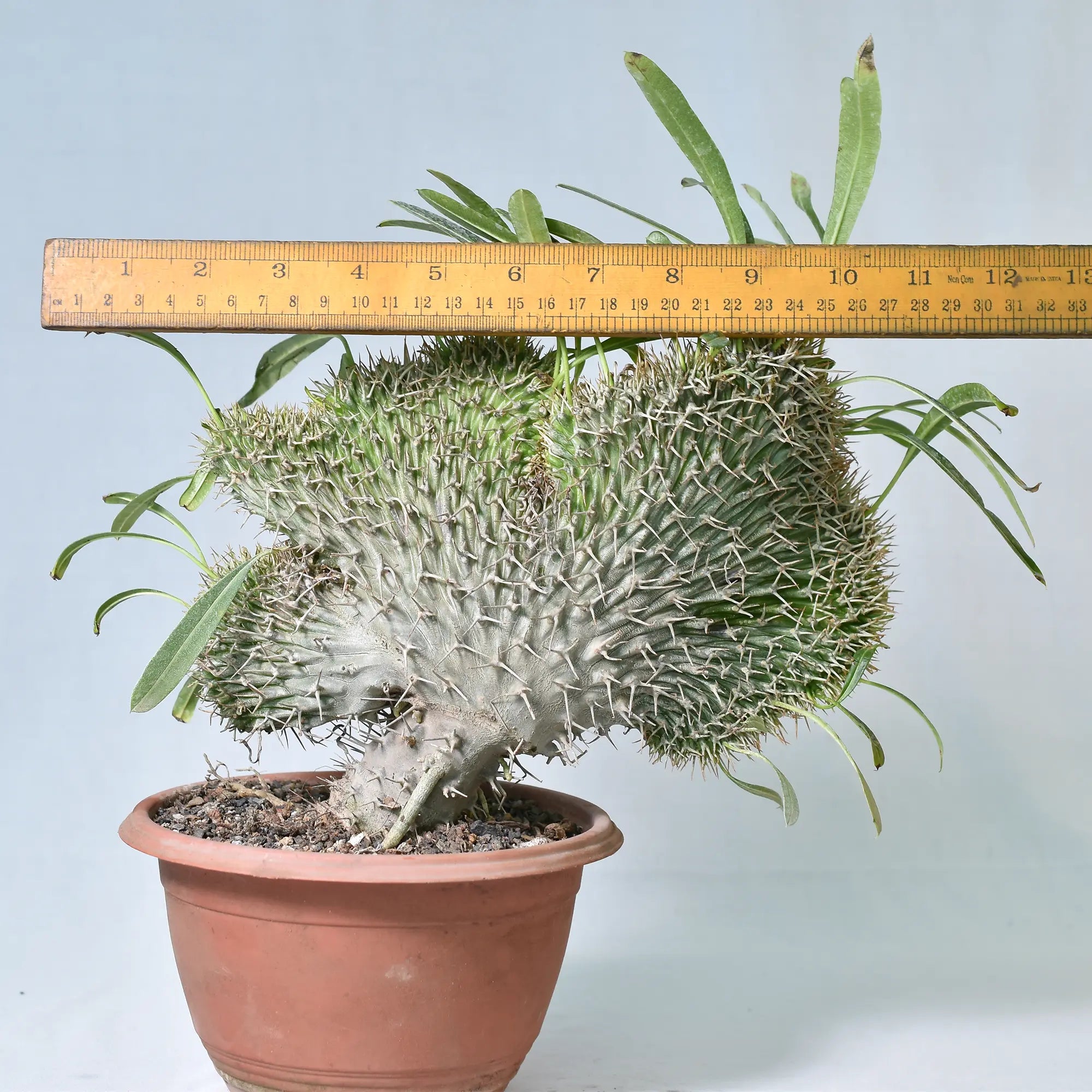 Pachypodium lamerei crest
